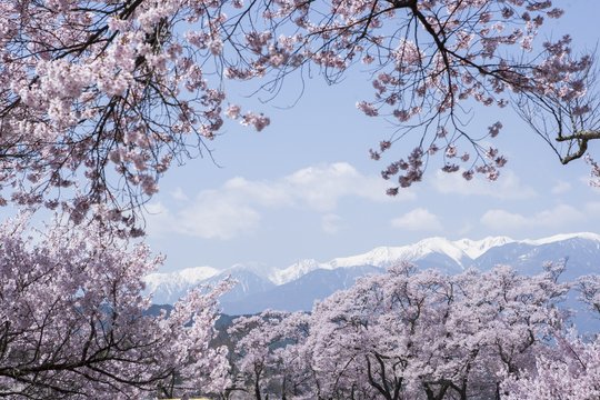 Sakura (Kirsebærblomstring) i Japan