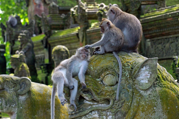 印尼巴厘岛旅游攻略——乌布猴林