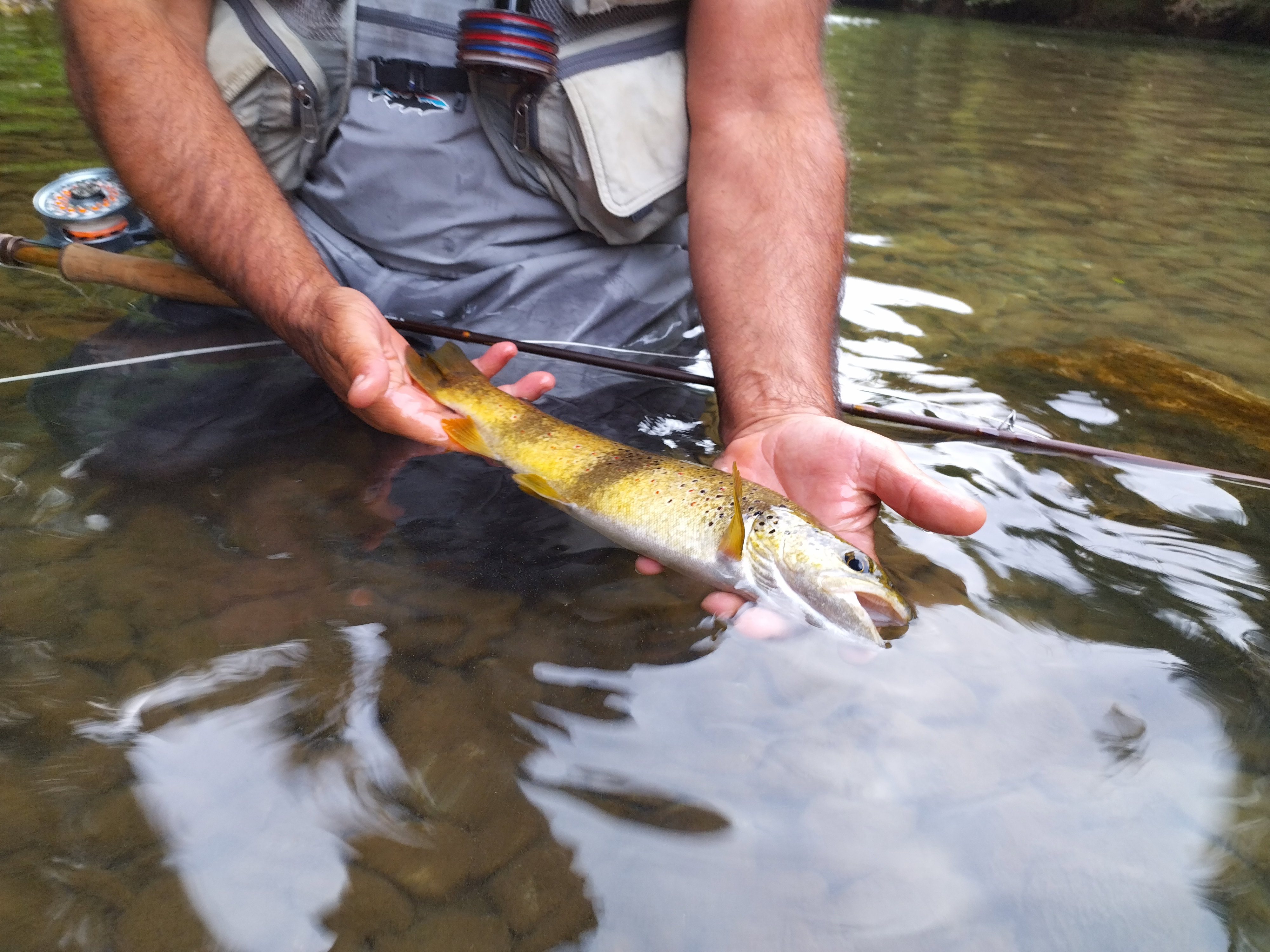Perfectionnement et découverte des rivières aveyronnaises 