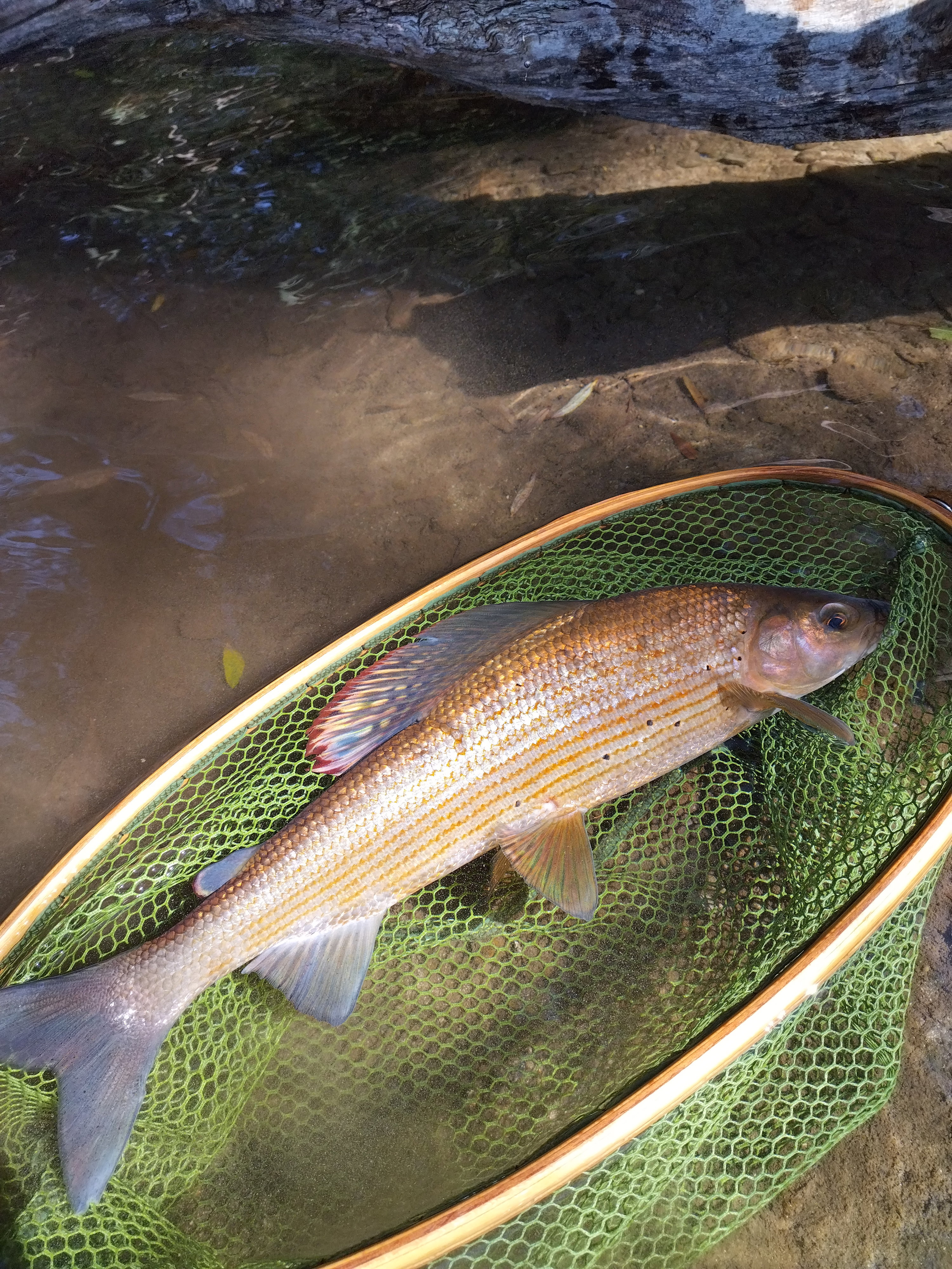 Perfectionnement et découverte des rivières aveyronnaises 