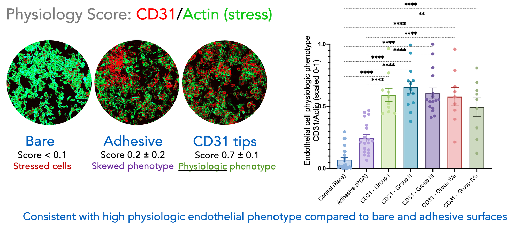 CD31