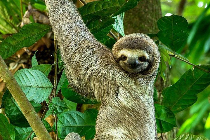 Im Manuel Antonio Nationalpark trifft der Regenwald auf das Meer