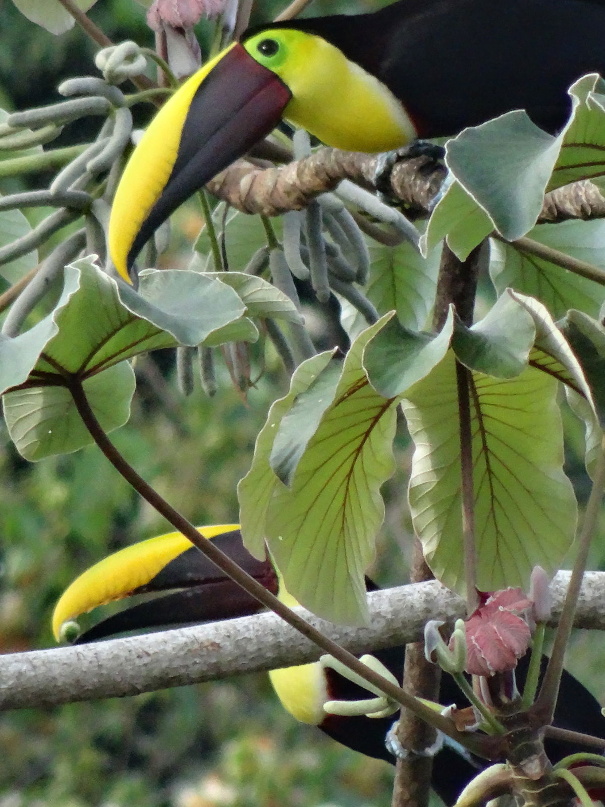 Im Manuel Antonio Nationalpark trifft der Regenwald auf das Meer